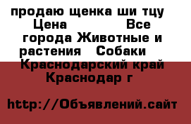 продаю щенка ши-тцу › Цена ­ 10 000 - Все города Животные и растения » Собаки   . Краснодарский край,Краснодар г.